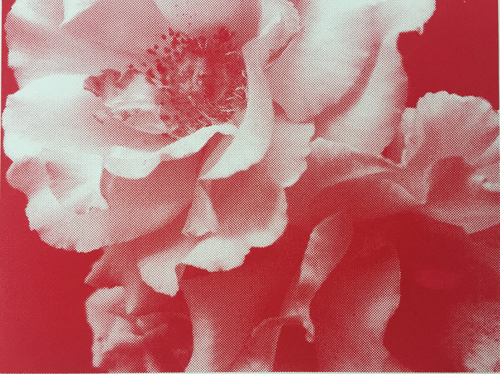 a rose is a rose is a rose Siebdruck 26,5 x 20 cm Papier 37,5 x 27,5 cm
